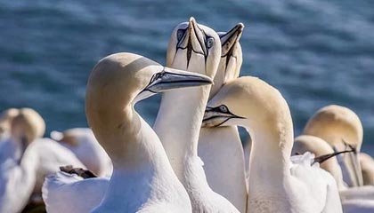 强推第二轮排污后，日本发现情况不妙，不到24小时中俄已统一战线