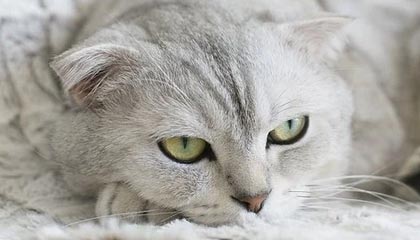 巴以冲突升级已导致双方死亡超百人，中东国家和美欧国家反应不一致