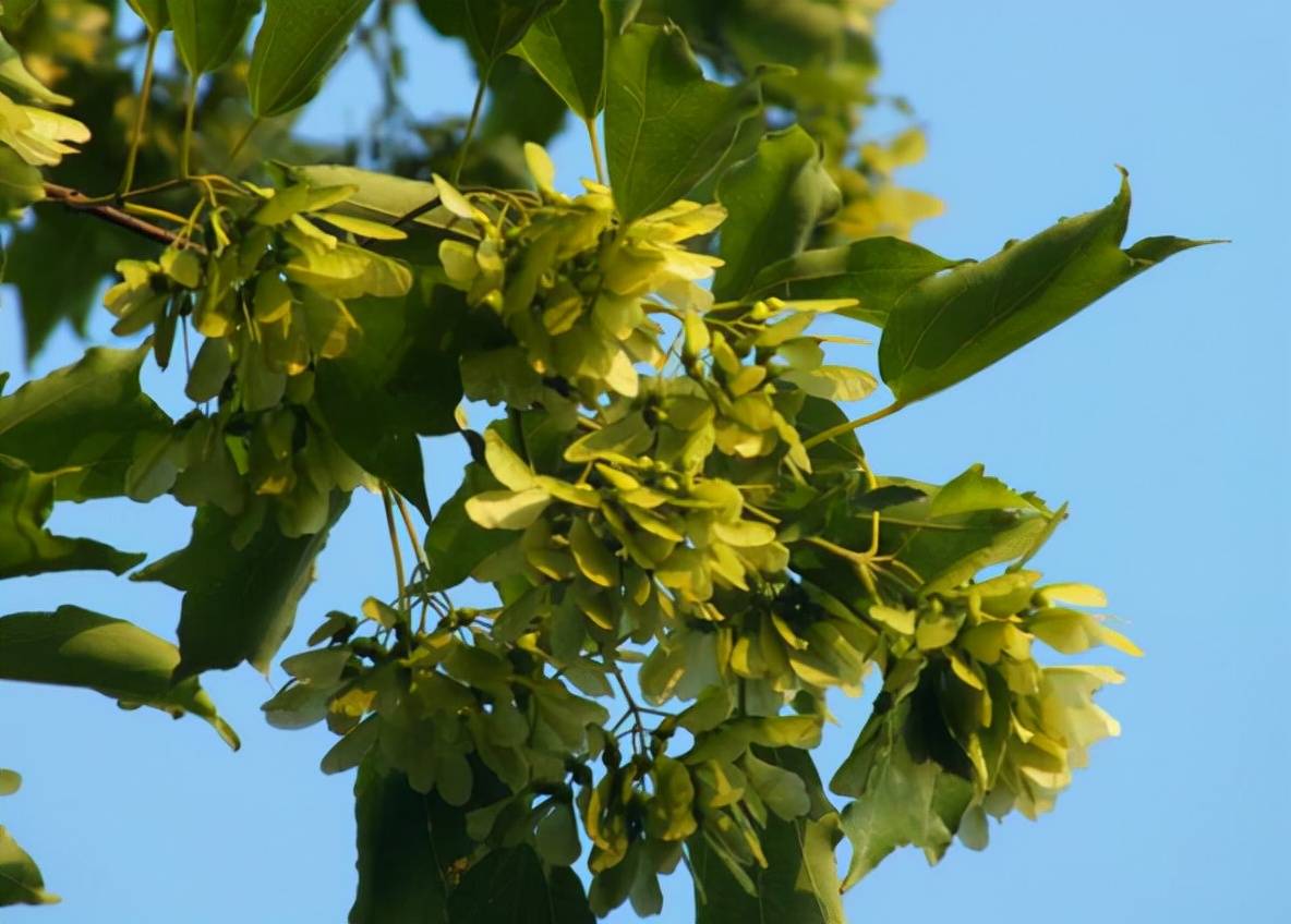 元宝枫的价格行情如何